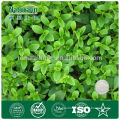 Natural Organic/ Stevia Leaf Extract Steviosides/RA